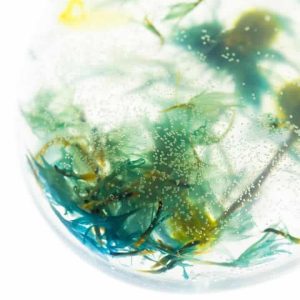 Bleuet – Crème de la crème