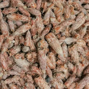Pin sylvestre (bourgeons) 100 g