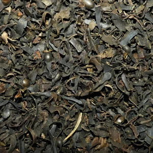 Fucus (algue)